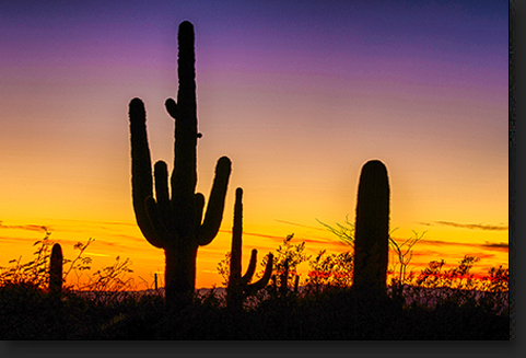 Saguaro Silhouette