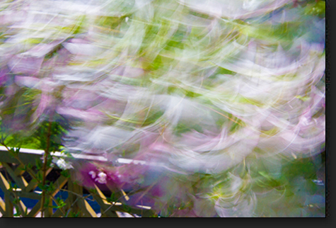 Blossoms in the Wind