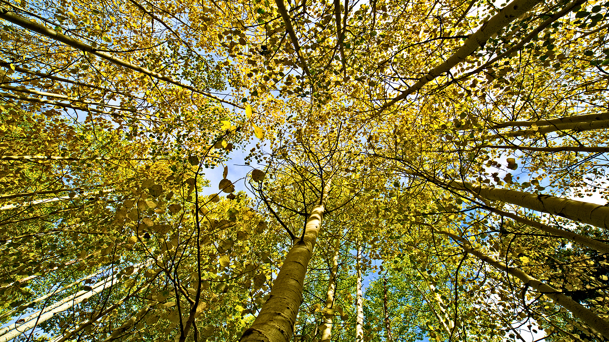 Yellow Quakies by Skip Weeks