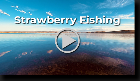 Strawberry by Skip Weeks
