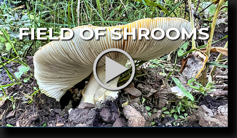 Field of Shrooms by Skip Weeks