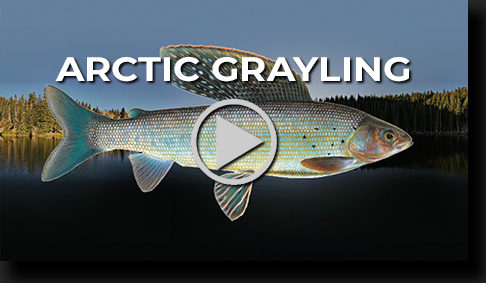 Arctic Grayling by Skip Weeks