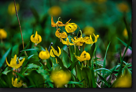 Avalanche Flowers