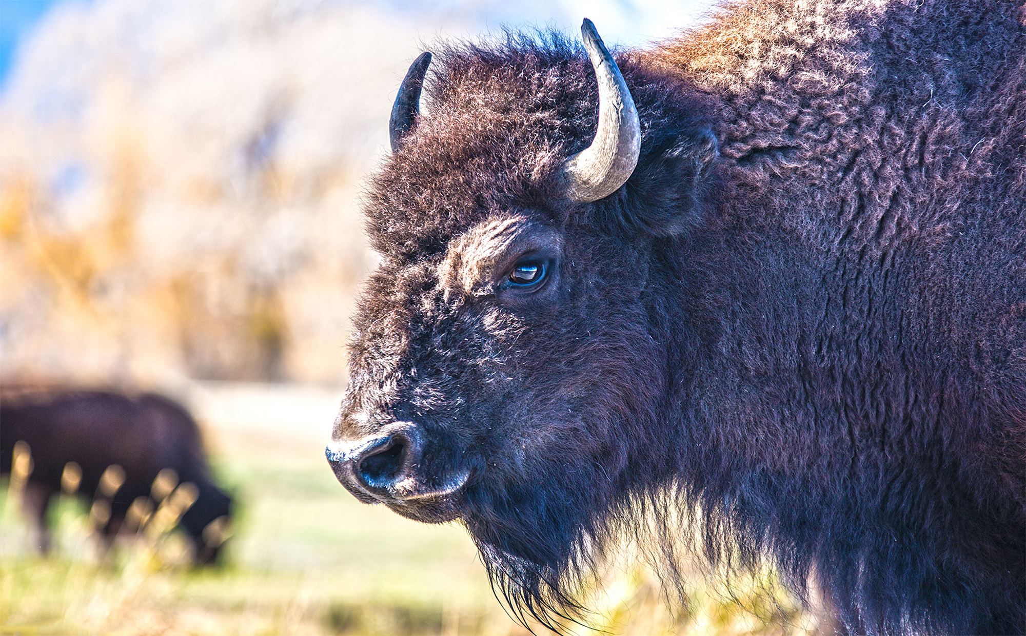 Teton Bison by Skip Weeks
