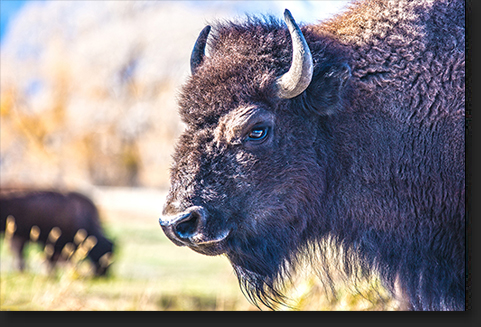 Teton Bison