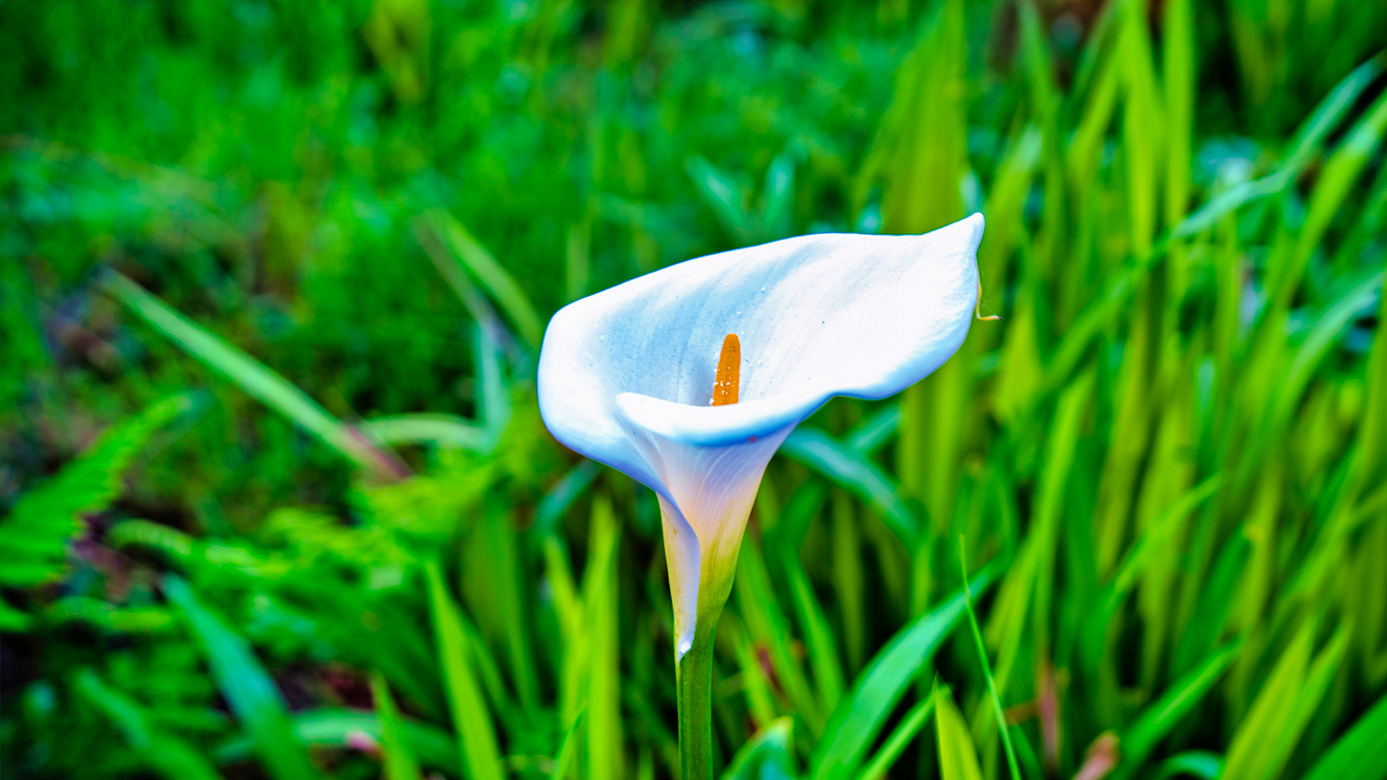 Cala Lily by Skip Weeks