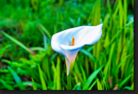Calla Lily