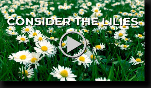 Consider the Lilies by Skip Weeks