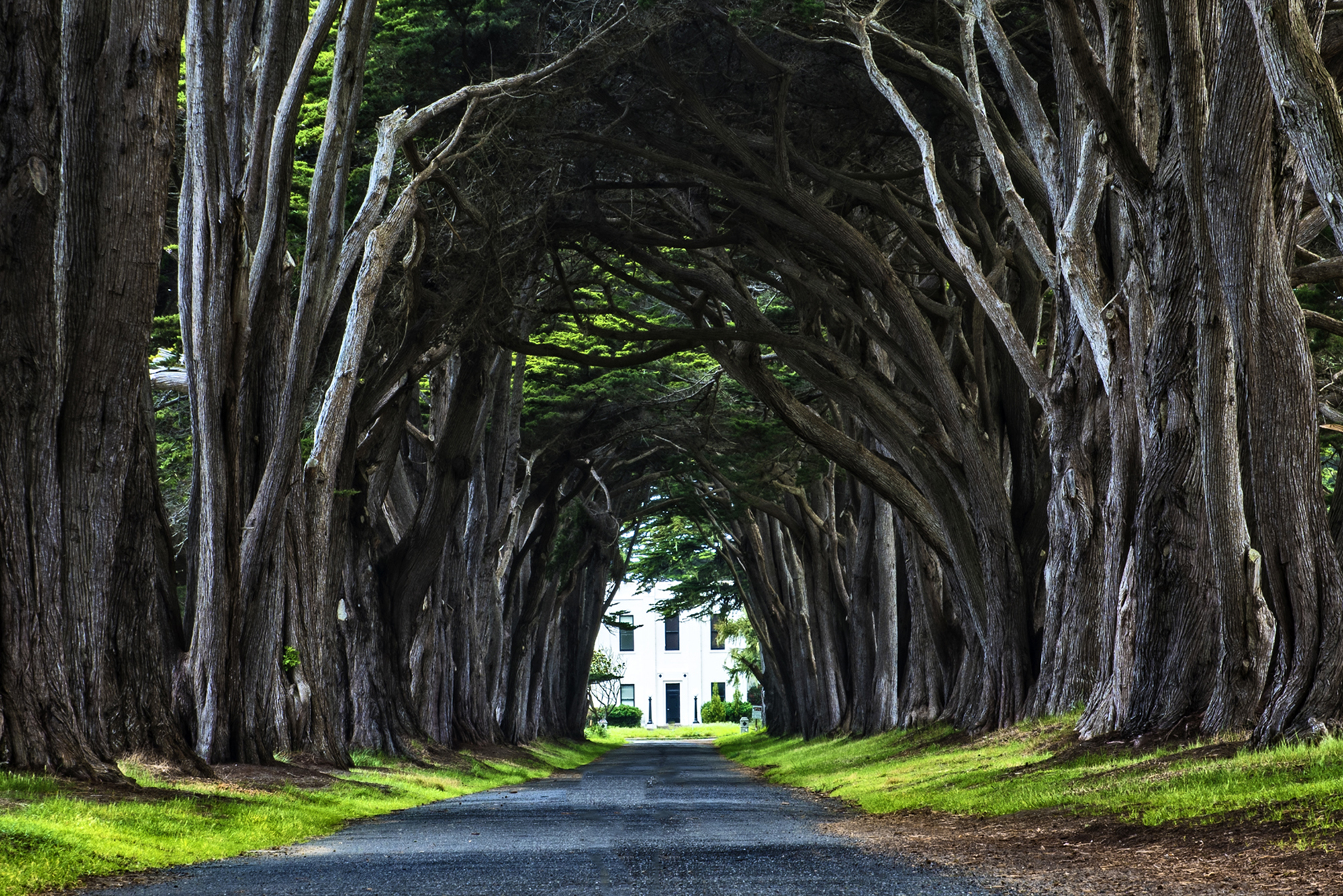 Cyprus Arch at Point Reyes by Skip Weeks