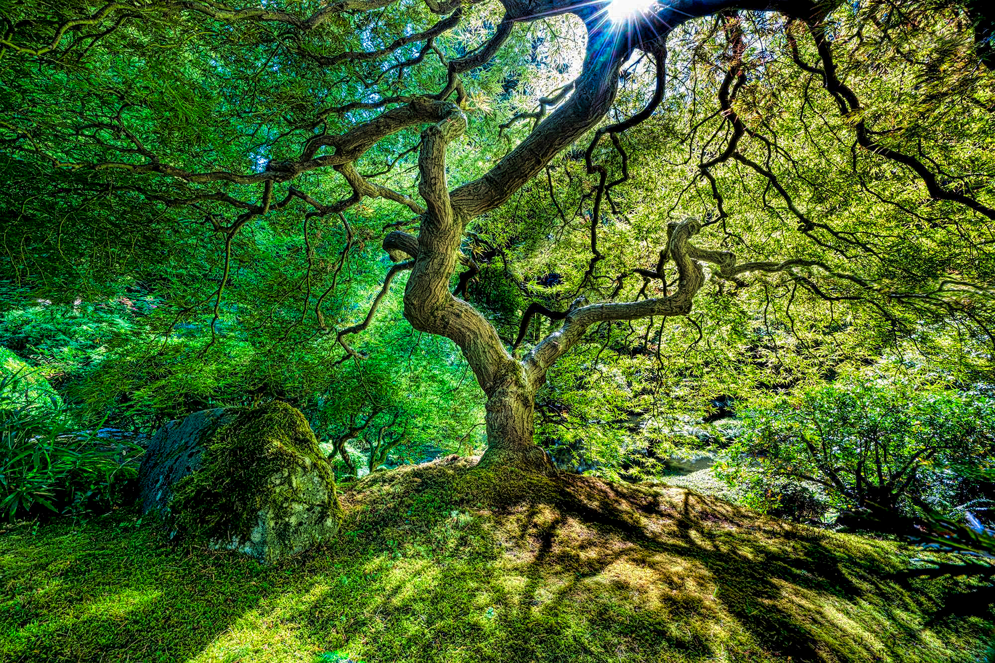 Japanese Maple Tree by Skip Weeks