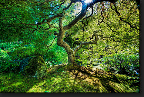 Japanese Maple