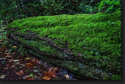 Mossy Log