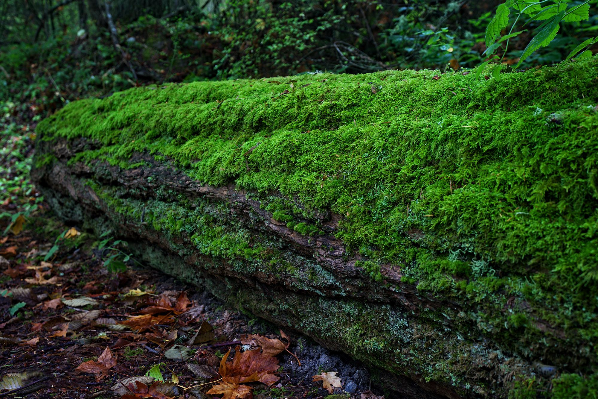 Mossy Log by Skip Weeks