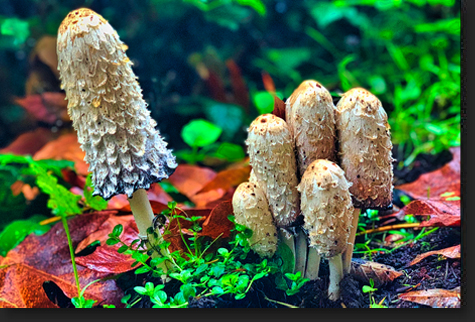 Tall Mushrooms