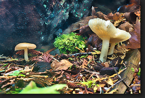 Baby Mushrooms