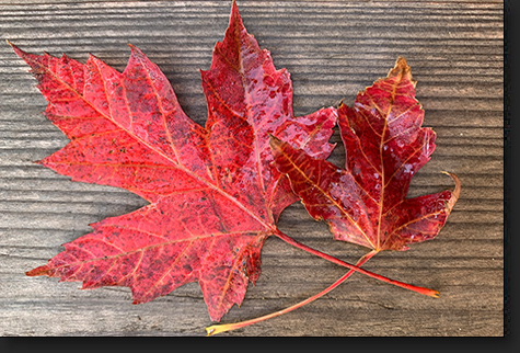 Maple Leaves