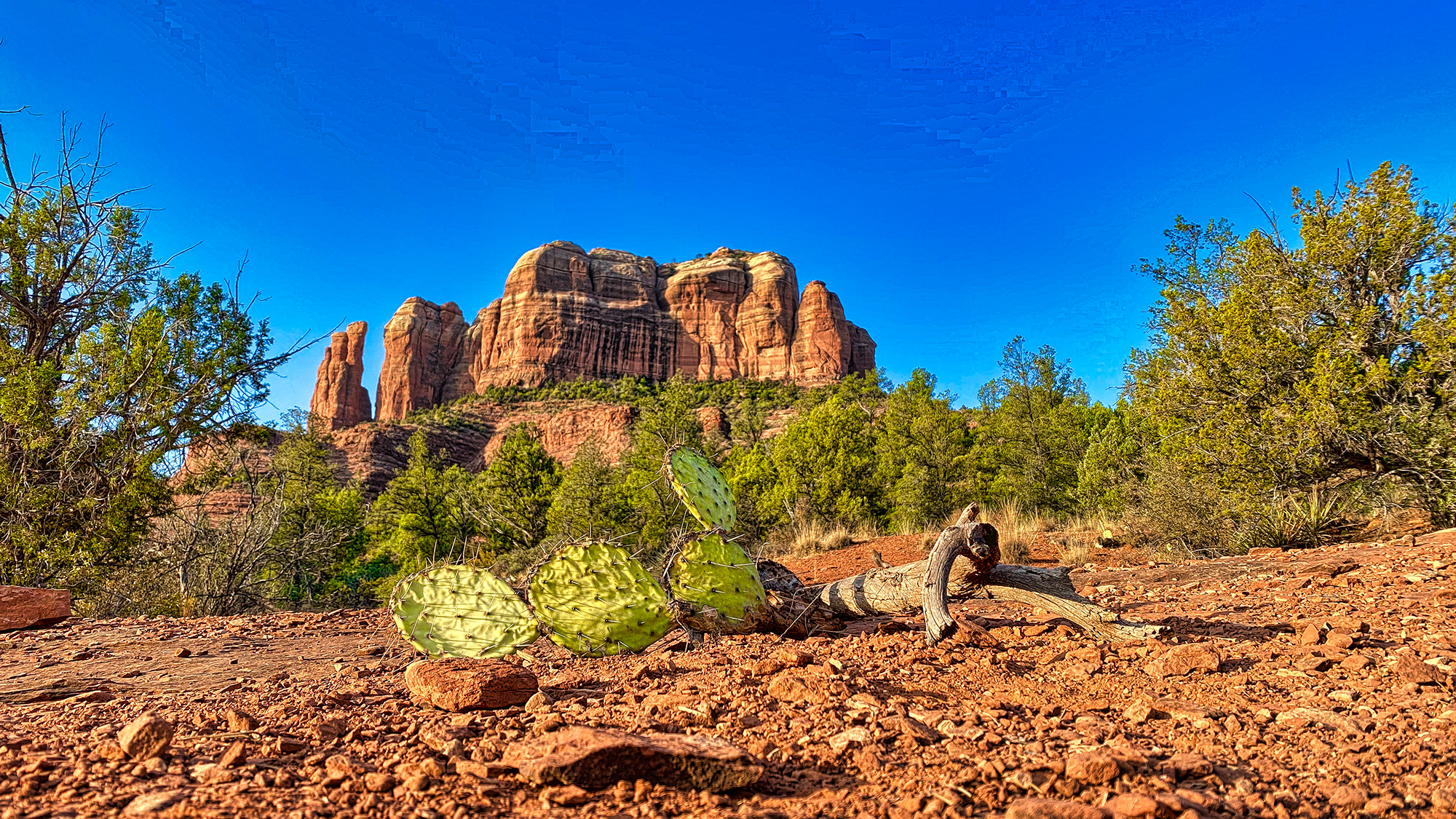 Cathedral Cactus in Sedona by Skip Weeks