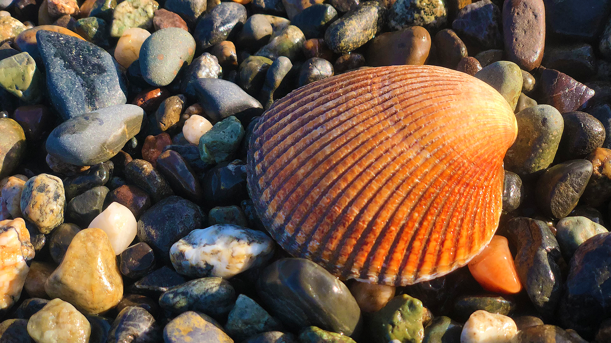 Solitary Shell by Skip Weeks