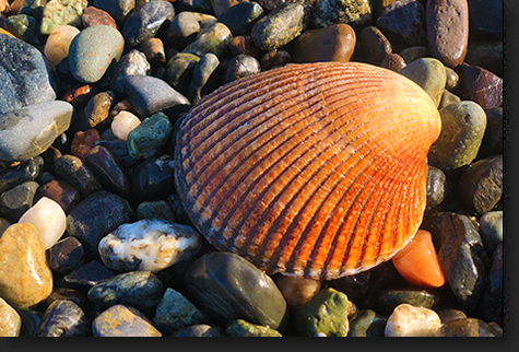 Solitary Shell