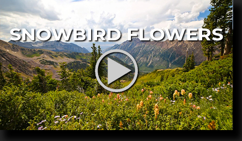 Snowbird Flowers by Skip Weeks