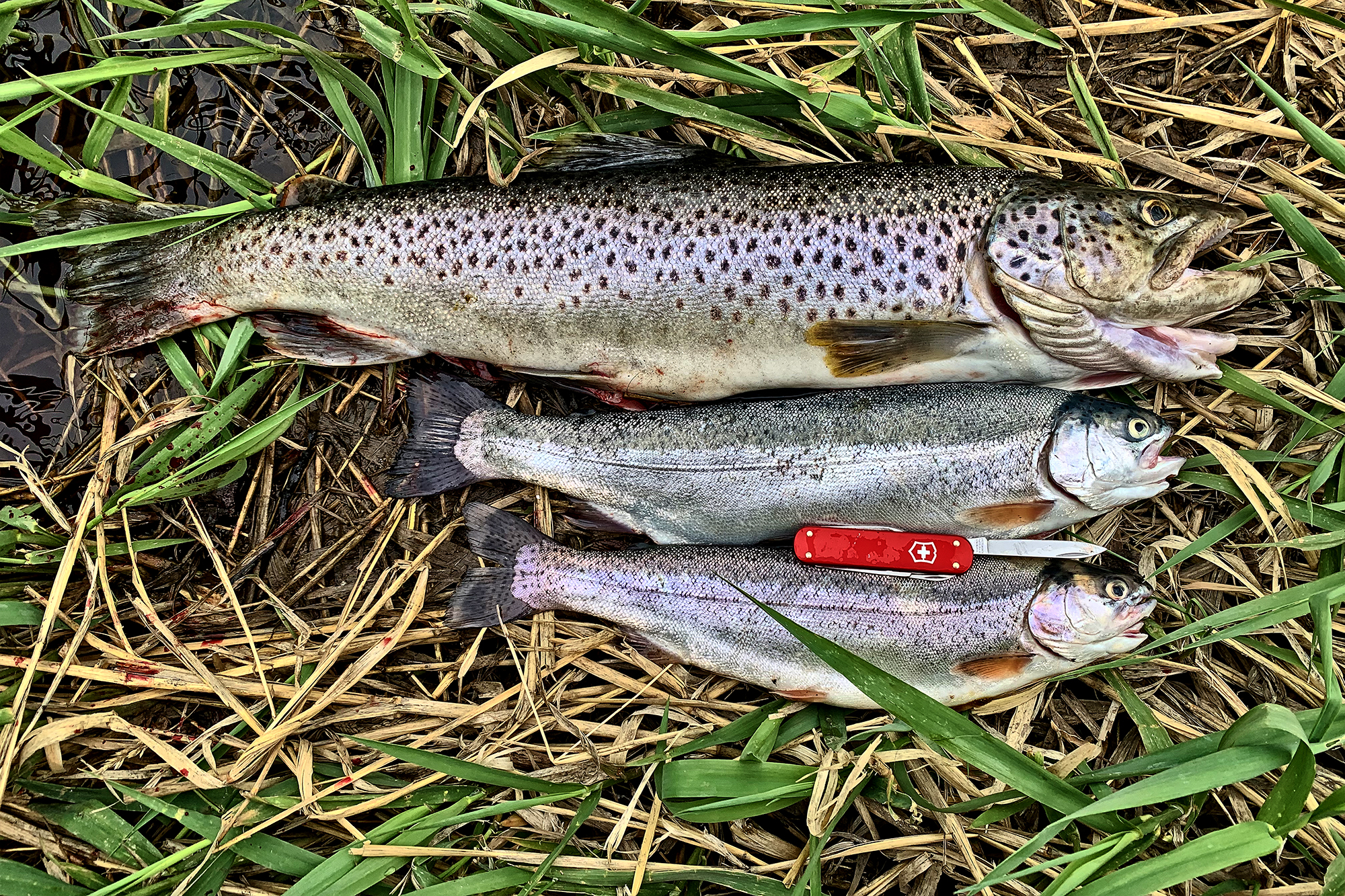Rainbow Trout by Skip Weeks
