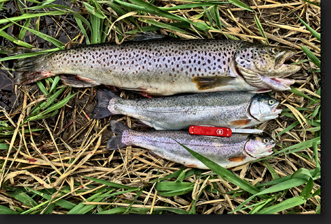 Rainbow Trout