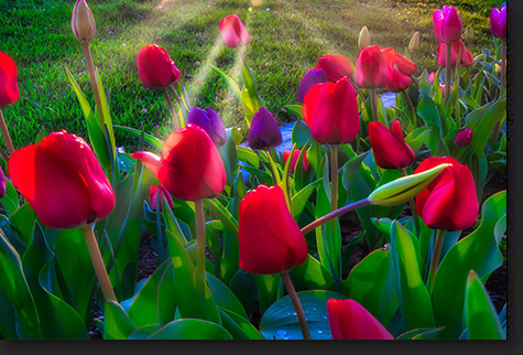 Tulips at Sunset