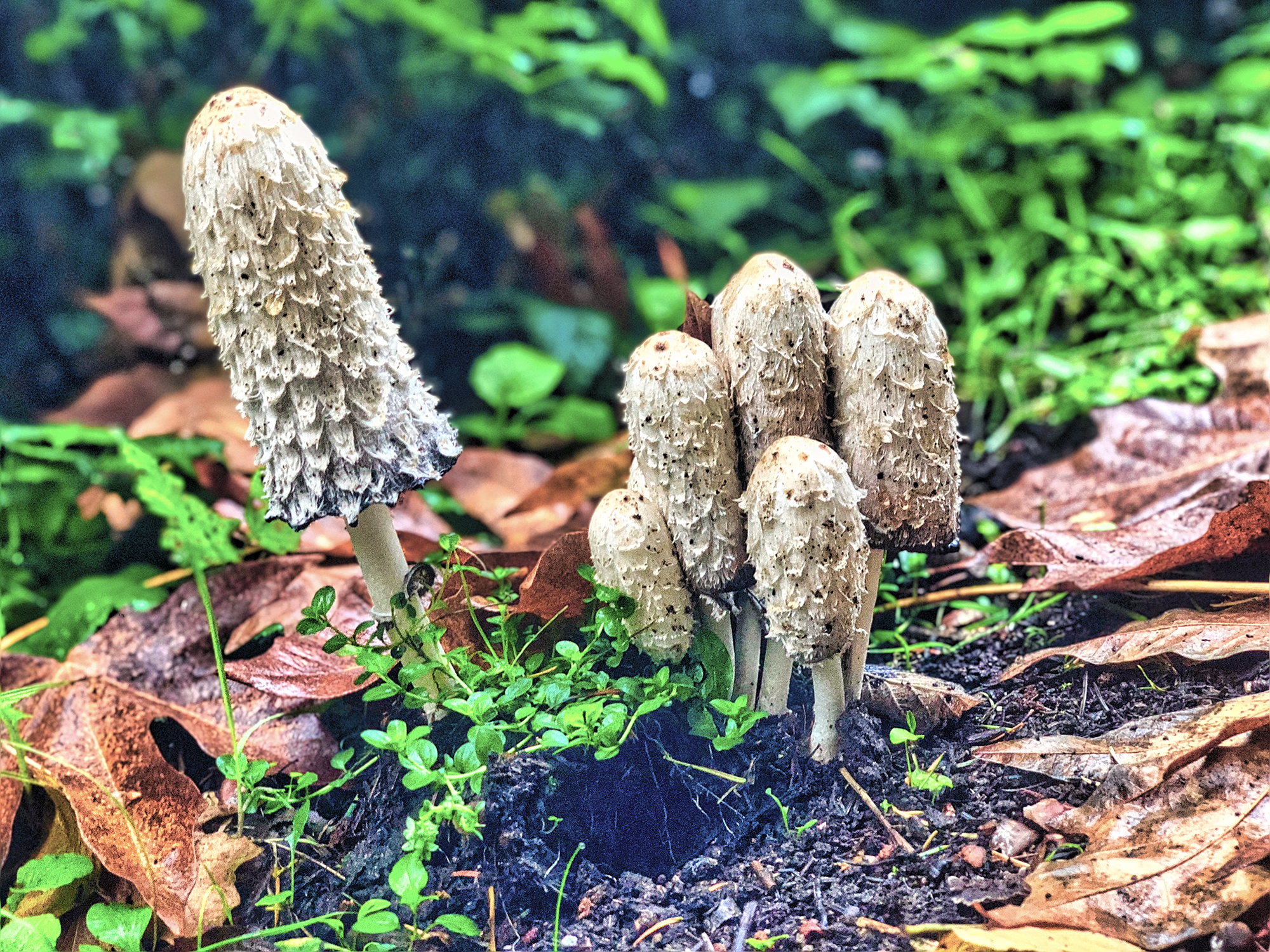 Tall Mushrooms by Skip Weeks