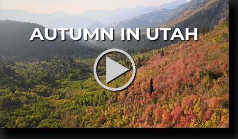 Utah Autumn Leaves by Skip Weeks