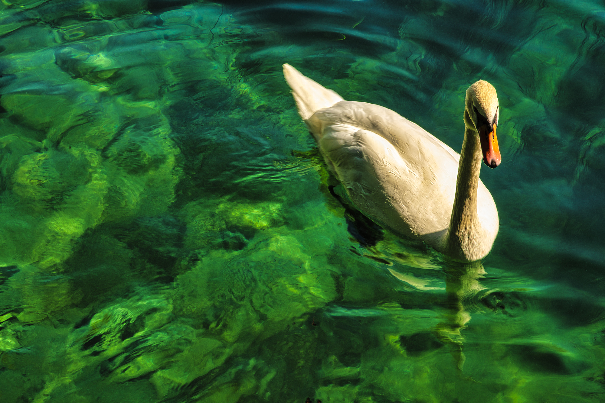 Zurich Swan