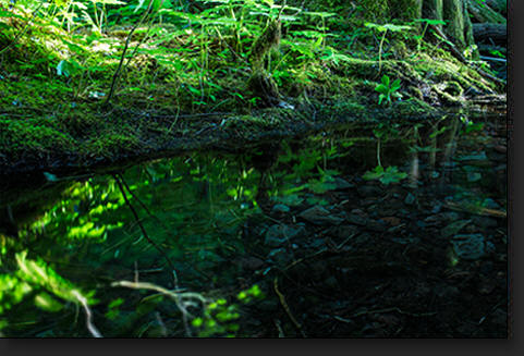 Hidden Pond