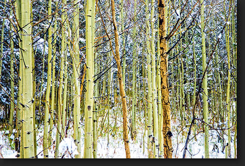 Colorado Quakies