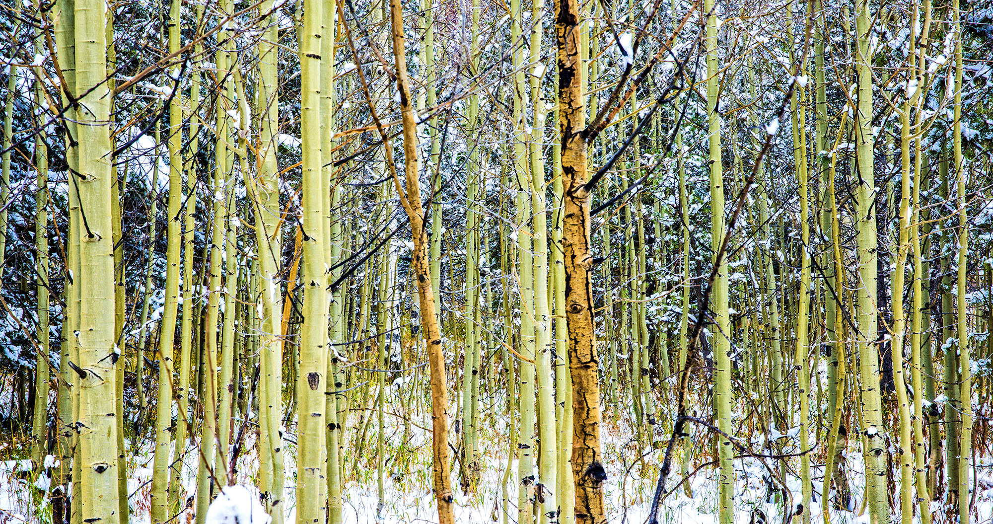 Colorado Quakies by Skip Weeks