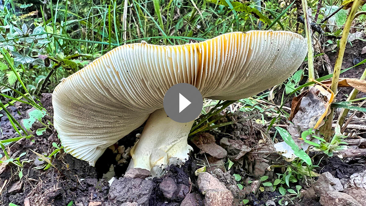 Field of Shrooms - 4K