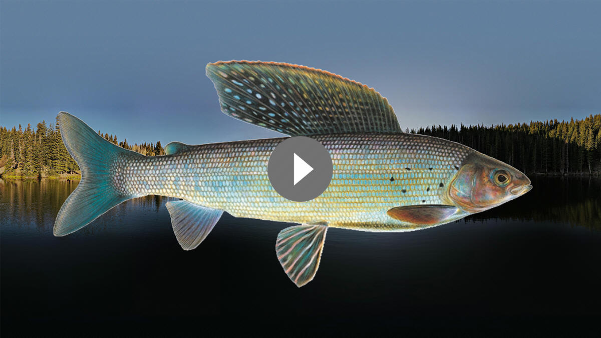 In Search of Arctic Grayling - 4K