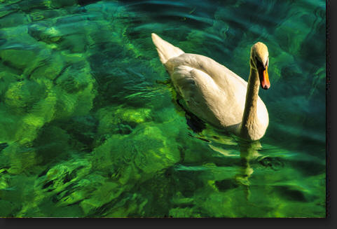 Zurich Swan