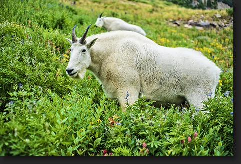 Mountain Goats