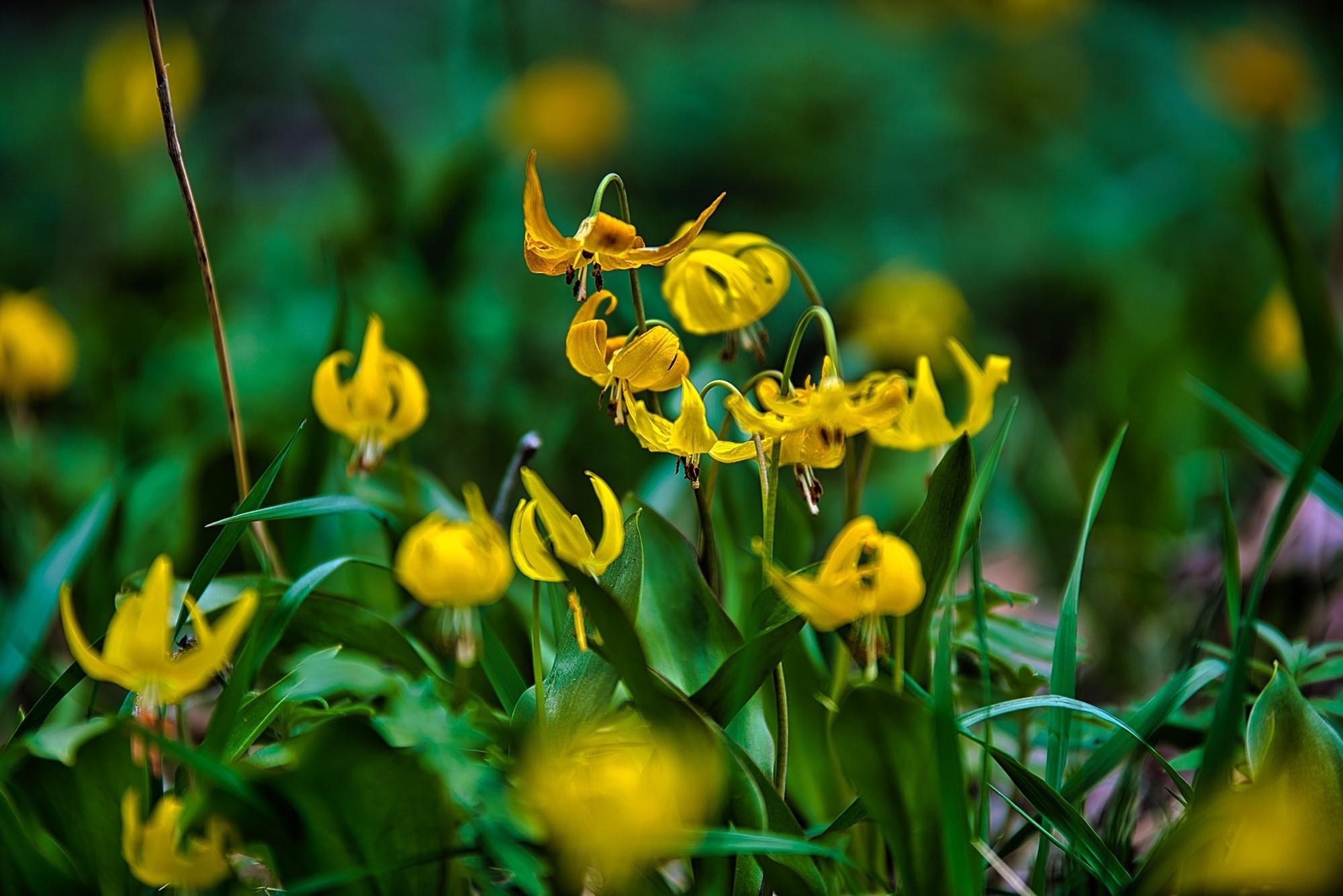 Avalanche Flowers