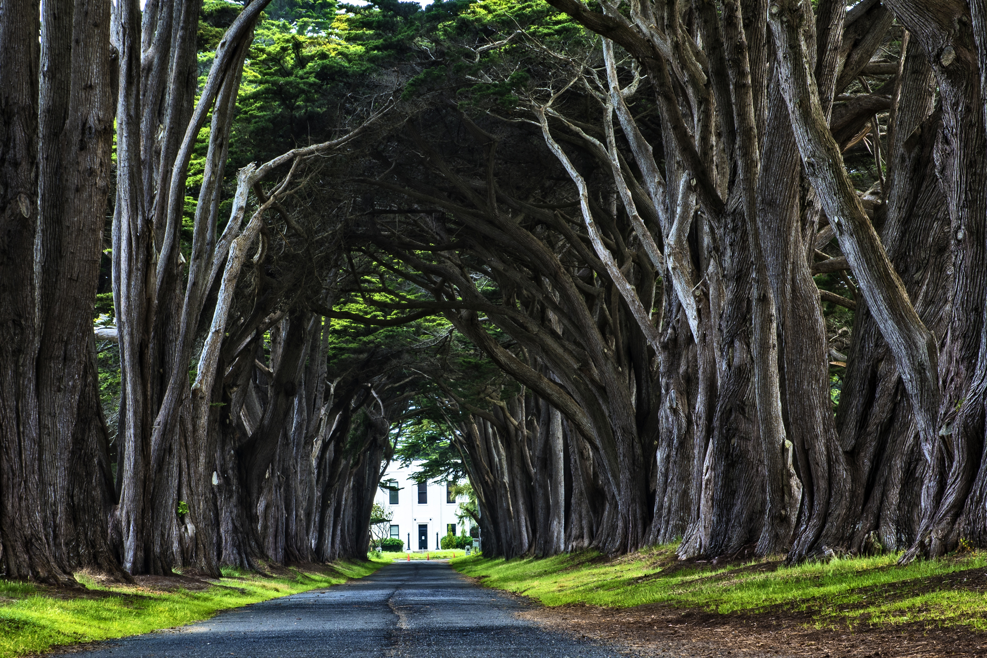Cyprus Arch at Point Reyes by Skip Weeks