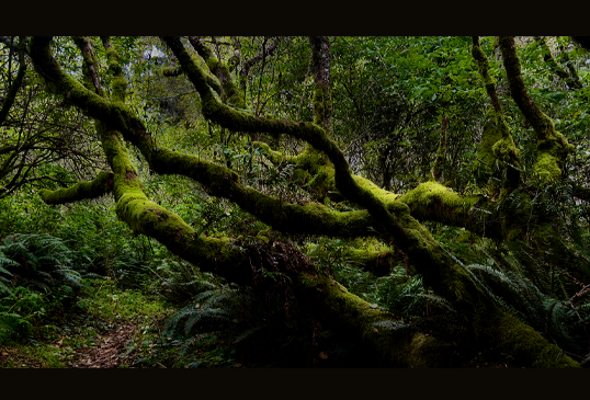 Mossy Trunks