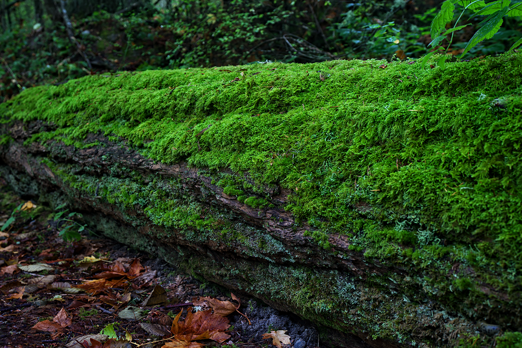 Mossy Log by Skip Weeks
