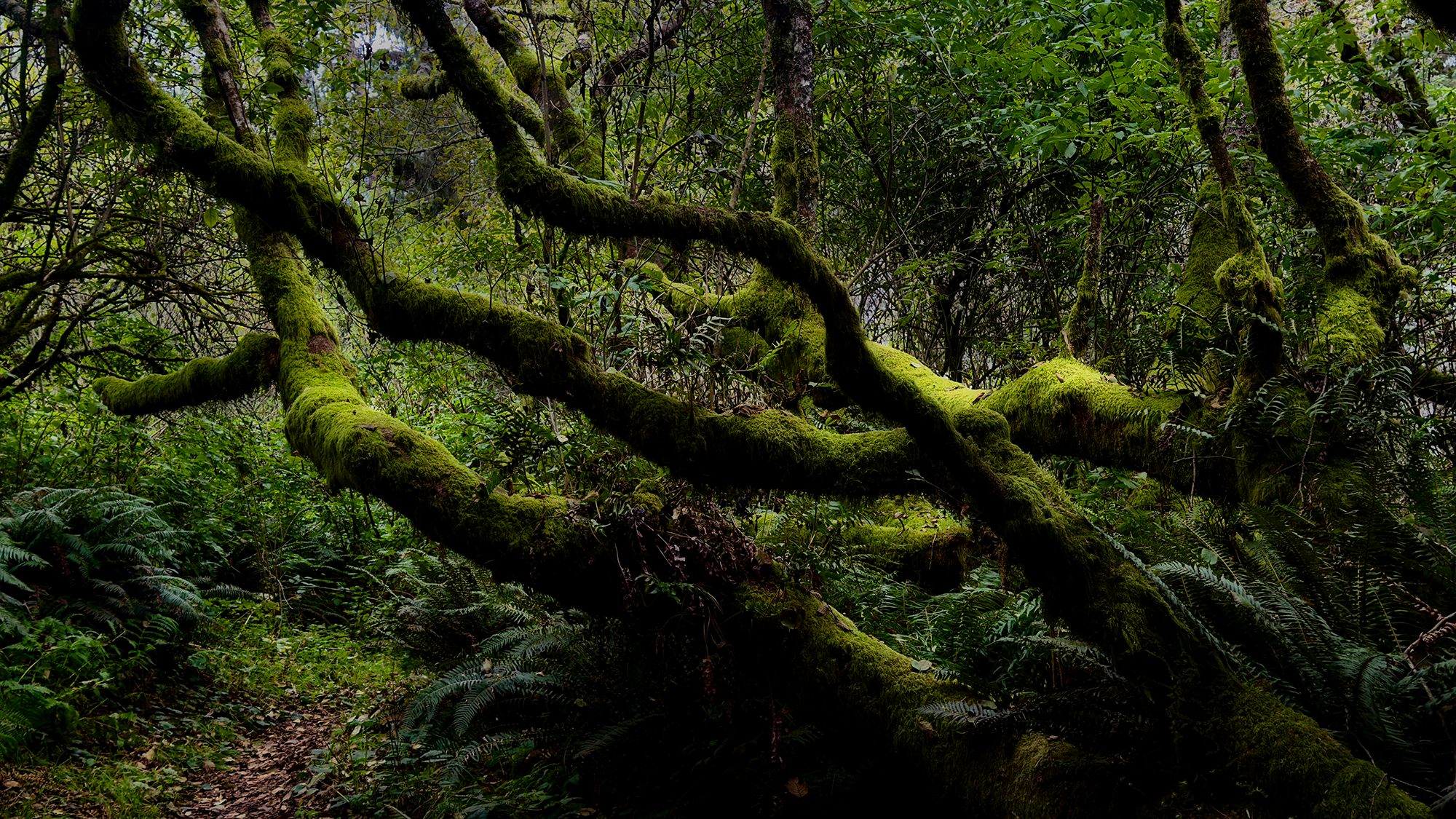 Mossy Trunks