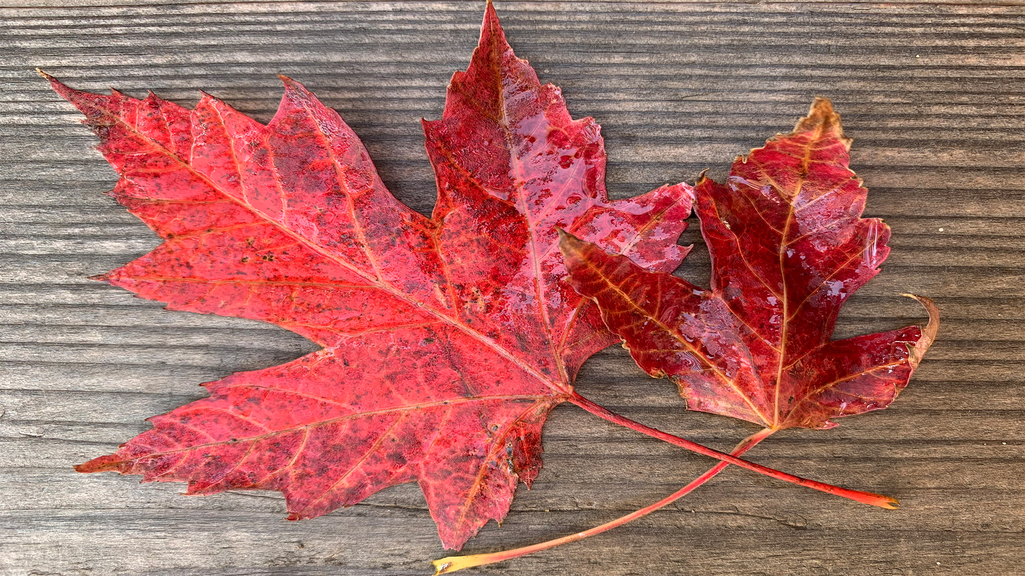 Maple Leaves