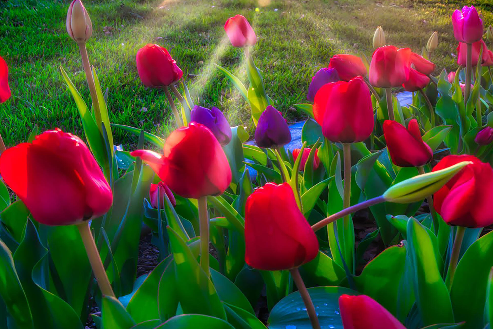 Sunray Tulips by Skip Weeks